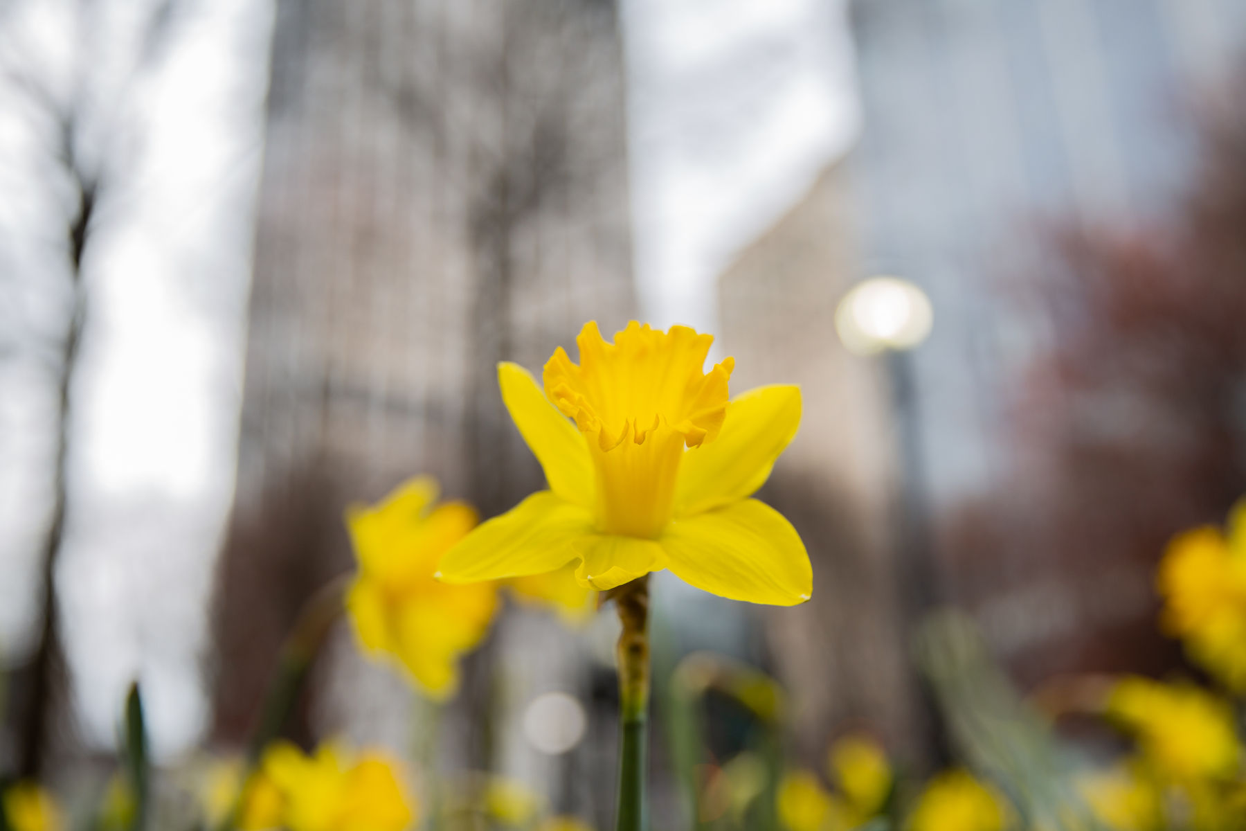 daffodil plants in bloom with bright yellow flowers in woodruff park in downtown atlanta
